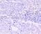 Erythroid transcription factor antibody, NBP2-66862, Novus Biologicals, Immunohistochemistry paraffin image 