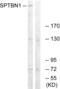 Spectrin Beta, Non-Erythrocytic 1 antibody, A03164-2, Boster Biological Technology, Western Blot image 