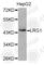 Leucine Rich Alpha-2-Glycoprotein 1 antibody, A5122, ABclonal Technology, Western Blot image 