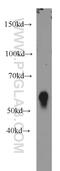 CD4 antibody, 19068-1-AP, Proteintech Group, Western Blot image 