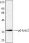 Cyclin Dependent Kinase 1 antibody, LS-C41079, Lifespan Biosciences, Western Blot image 