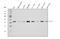 RAB11A, Member RAS Oncogene Family antibody, M01436-2, Boster Biological Technology, Western Blot image 