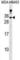 Lin-7 Homolog A, Crumbs Cell Polarity Complex Component antibody, abx029388, Abbexa, Western Blot image 