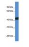 SEC14 Like Lipid Binding 3 antibody, NBP1-74169, Novus Biologicals, Western Blot image 