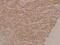 Mitogen-Activated Protein Kinase Kinase 1 antibody, PA5-36824, Invitrogen Antibodies, Immunohistochemistry frozen image 