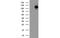 Dipeptidyl Peptidase 8 antibody, MBS833281, MyBioSource, Western Blot image 