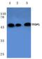 Transcription Factor Dp-1 antibody, AP06089PU-N, Origene, Western Blot image 