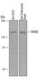 Thyrotropin Releasing Hormone Degrading Enzyme antibody, AF2985, R&D Systems, Western Blot image 