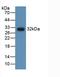 Anti-Mullerian Hormone antibody, LS-C720960, Lifespan Biosciences, Western Blot image 
