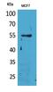 Leukocyte Immunoglobulin Like Receptor A4 antibody, A09611, Boster Biological Technology, Western Blot image 