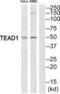 TEA Domain Transcription Factor 1 antibody, abx013450, Abbexa, Western Blot image 