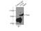 Transcription Factor EB antibody, 13372-1-AP, Proteintech Group, Immunoprecipitation image 