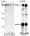 Mediator Of DNA Damage Checkpoint 1 antibody, ab11169, Abcam, Western Blot image 