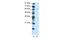 Zinc Finger Protein 286A antibody, PA5-69012, Invitrogen Antibodies, Western Blot image 