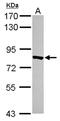 TRNA-YW Synthesizing Protein 1 Homolog antibody, NBP2-20772, Novus Biologicals, Western Blot image 