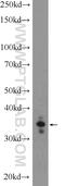 Paired Like Homeobox 2A antibody, 25804-1-AP, Proteintech Group, Western Blot image 