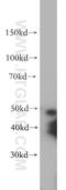 Trafficking Protein Particle Complex 13 antibody, 20444-1-AP, Proteintech Group, Western Blot image 