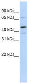 General Transcription Factor IIE Subunit 1 antibody, TA330103, Origene, Western Blot image 