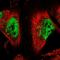 Anaphase Promoting Complex Subunit 10 antibody, HPA044547, Atlas Antibodies, Immunofluorescence image 