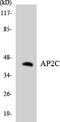 Transcription Factor AP-2 Gamma antibody, LS-C200130, Lifespan Biosciences, Western Blot image 