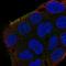 Shroom Family Member 2 antibody, HPA061435, Atlas Antibodies, Immunofluorescence image 