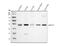 Alpha-1-antitrypsin antibody, PB9354, Boster Biological Technology, Western Blot image 