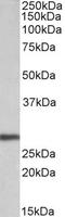 Artemin antibody, STJ72338, St John