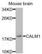 Calmodulin antibody, orb49086, Biorbyt, Western Blot image 