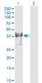 BMI1 Proto-Oncogene, Polycomb Ring Finger antibody, LS-C196758, Lifespan Biosciences, Western Blot image 