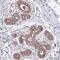 Mitochondrial Ribosomal Protein L17 antibody, NBP2-13611, Novus Biologicals, Immunohistochemistry paraffin image 