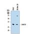 Synaptosome Associated Protein 29 antibody, AF7869, R&D Systems, Western Blot image 