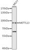EEF1A Lysine And N-Terminal Methyltransferase antibody, LS-C747678, Lifespan Biosciences, Western Blot image 