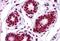 Tripartite Motif Containing 28 antibody, MBS247093, MyBioSource, Immunohistochemistry frozen image 