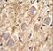 Protocadherin Gamma Subfamily A, 8 antibody, LS-C163440, Lifespan Biosciences, Immunohistochemistry frozen image 