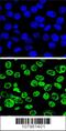 Hdm2 antibody, 56-493, ProSci, Immunofluorescence image 