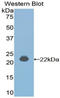 Interferon Alpha 4 antibody, LS-C294733, Lifespan Biosciences, Western Blot image 