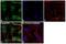 Eukaryotic Translation Initiation Factor 6 antibody, PA5-31066, Invitrogen Antibodies, Immunofluorescence image 