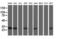 Translocase Of Outer Mitochondrial Membrane 34 antibody, M06775, Boster Biological Technology, Western Blot image 