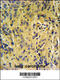 Tescalcin antibody, 61-807, ProSci, Immunohistochemistry paraffin image 