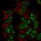 Transcriptional Adaptor 2A antibody, HPA076497, Atlas Antibodies, Immunocytochemistry image 