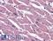 Receptor-associated protein 80 antibody, LS-B2707, Lifespan Biosciences, Immunohistochemistry frozen image 