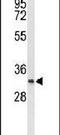 Transmembrane Protein 150A antibody, PA5-26373, Invitrogen Antibodies, Western Blot image 