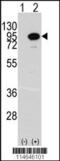 Aconitase antibody, 62-992, ProSci, Western Blot image 