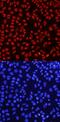 Histone Cluster 4 H4 antibody, AF5215, R&D Systems, Immunocytochemistry image 