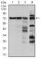 Raf-1 Proto-Oncogene, Serine/Threonine Kinase antibody, MA5-17162, Invitrogen Antibodies, Western Blot image 