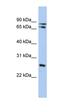 Ovo Like Zinc Finger 2 antibody, orb324465, Biorbyt, Western Blot image 