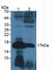 Glucagon antibody, MBS2027880, MyBioSource, Western Blot image 