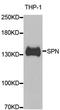 Sialophorin antibody, A6412, ABclonal Technology, Western Blot image 