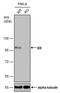 Insulin Degrading Enzyme antibody, MA5-27758, Invitrogen Antibodies, Western Blot image 