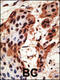 Gap Junction Protein Beta 6 antibody, 58-181, ProSci, Immunohistochemistry paraffin image 